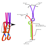 MLW / back diagonal / riser joint on a L-bar / 3 ring harness